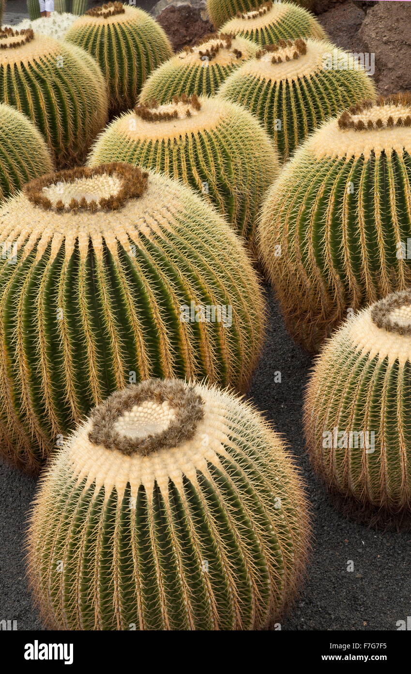 riesige Barrel Cactus, Echinocactus Platyacanthus im Anbau im Garten. Stockfoto