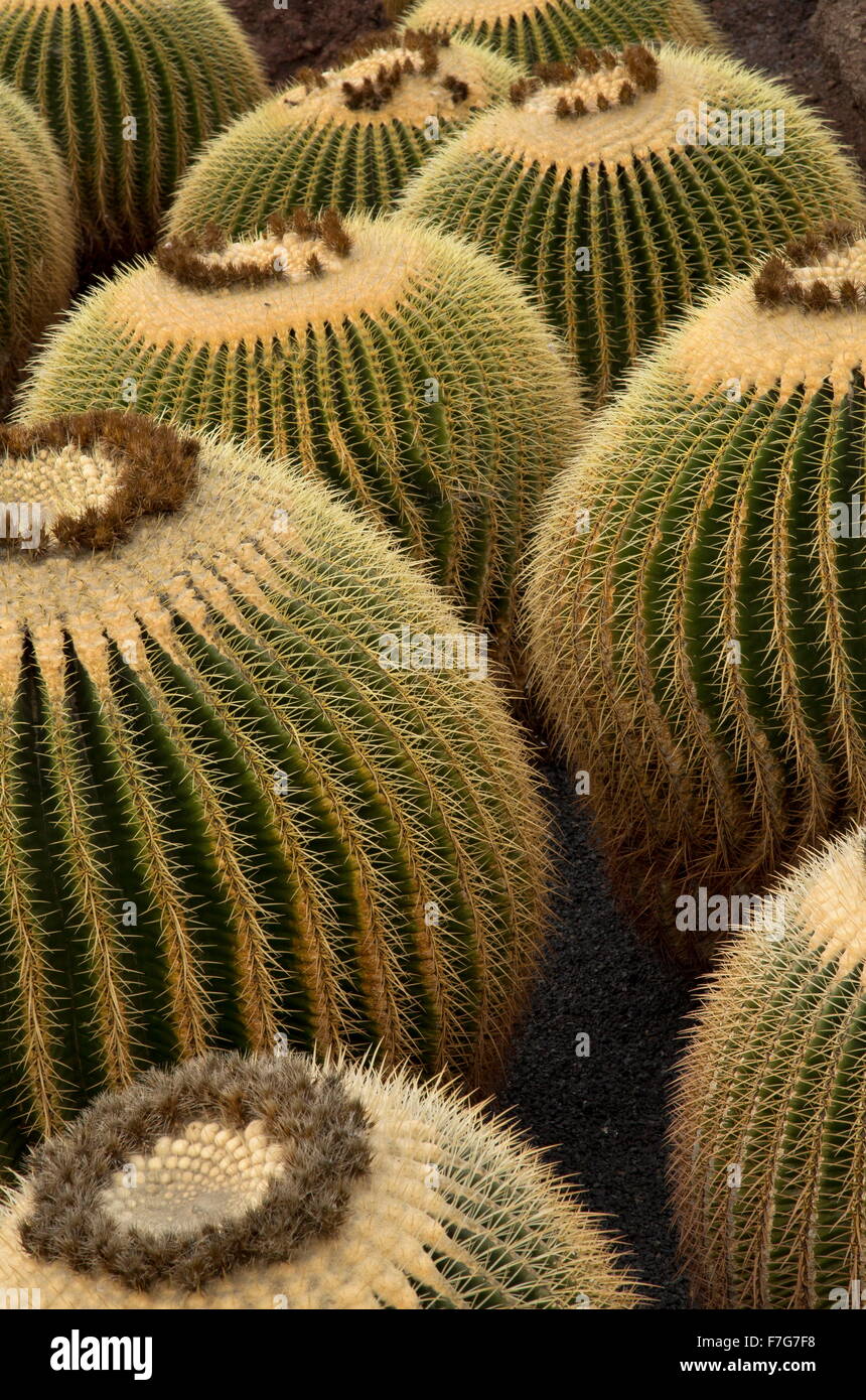 riesige Barrel Cactus, Echinocactus Platyacanthus im Anbau im Garten. Stockfoto