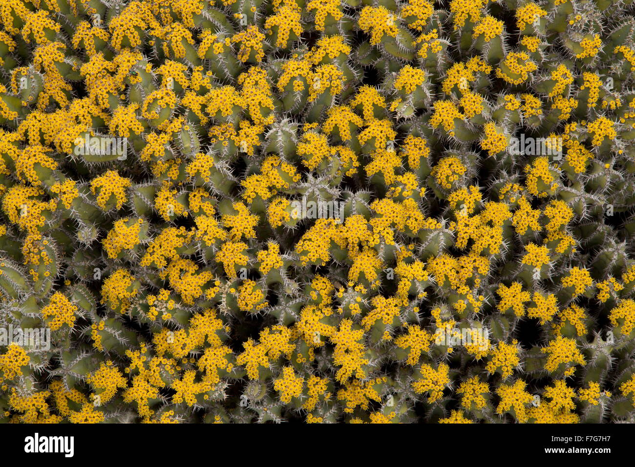 Ein saftiges stachelige Wolfsmilch, Fischgrte Kaktus, Euphorbia  Polyacantha aus thiopien und dem Sudan Stockfotografie - Alamy