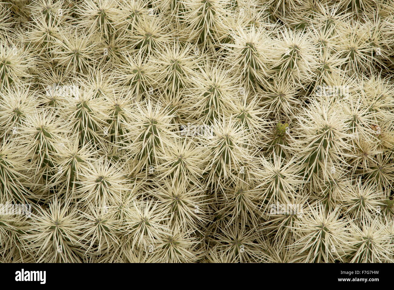 Distel Cholla, Cylindropuntia Tunicata aus Mexiko Region. Stockfoto