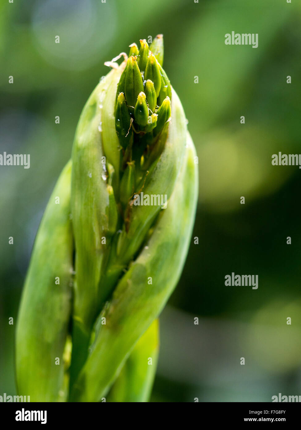 Wharariki Flachs (Phormium Cookianum) blühen im Frühling, Pohueroa, Whanganui, Nordinsel, Neuseeland Stockfoto