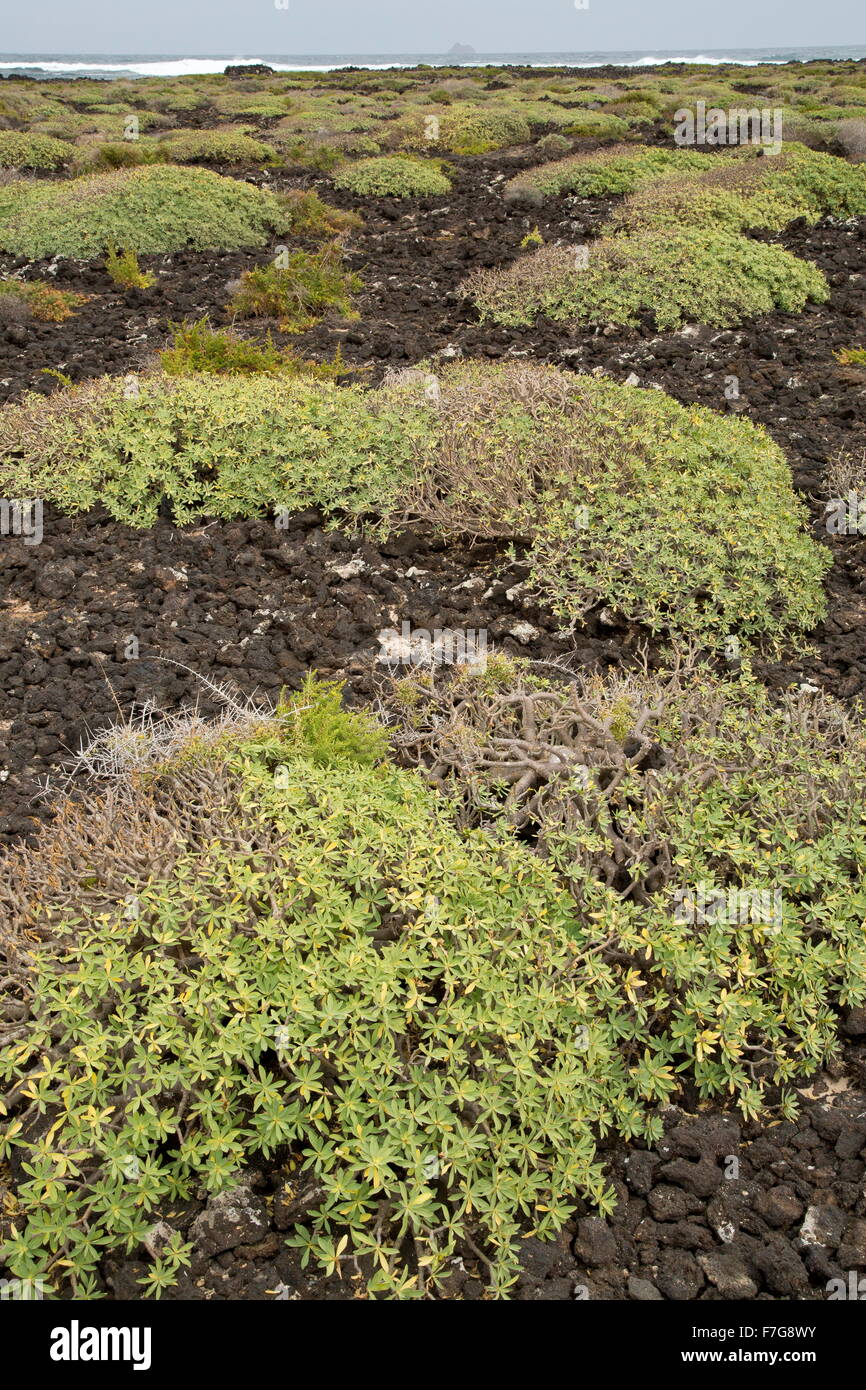 Den letzten Lavastrom kolonisiert durch Balsam Wolfsmilch und andere Arten, Malpais De La Corona, Lanzarote. Stockfoto