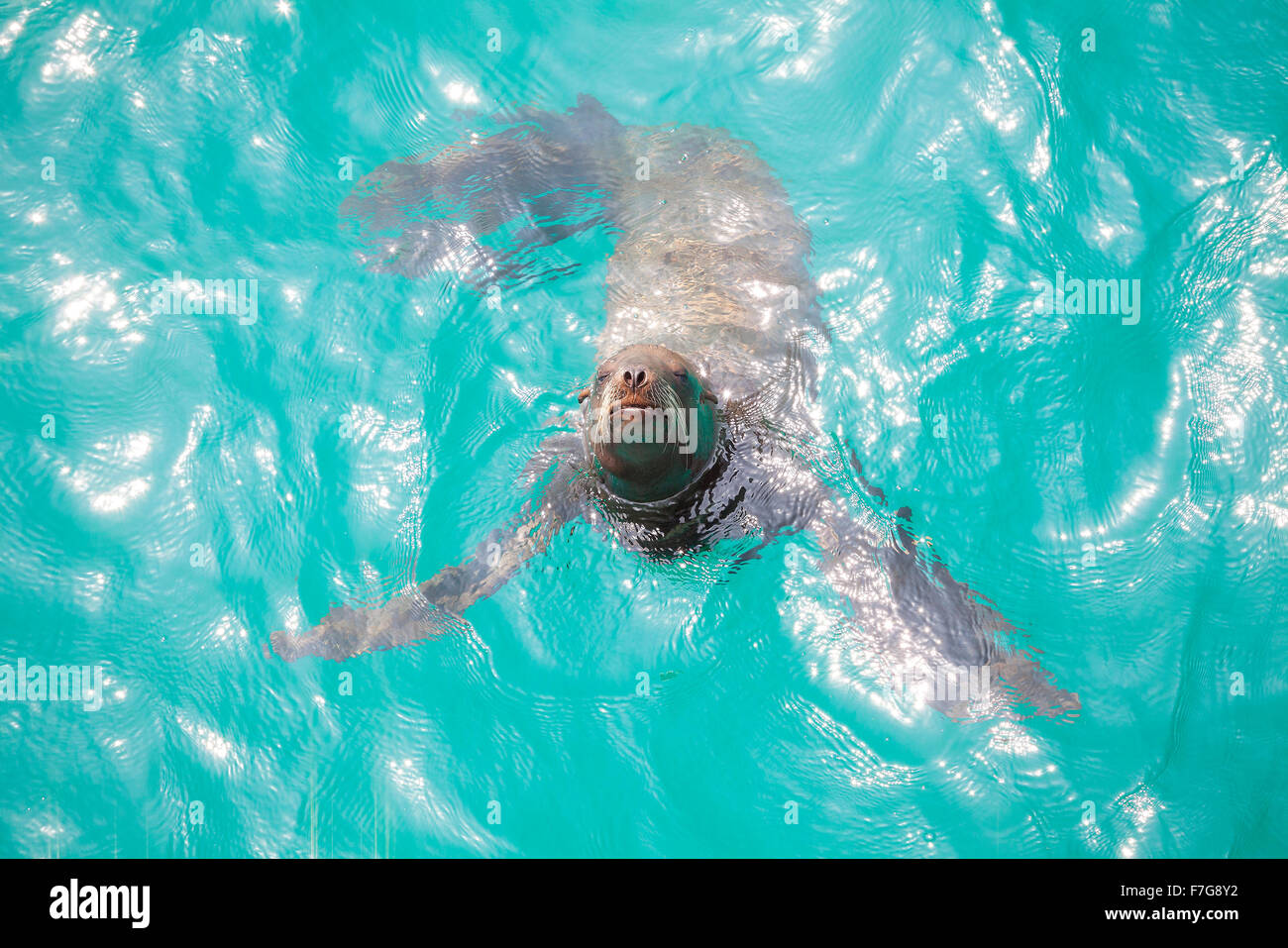 Seelöwen schwimmen und spielen im Wasser, Venice Beach, Kalifornien, USA. Stockfoto