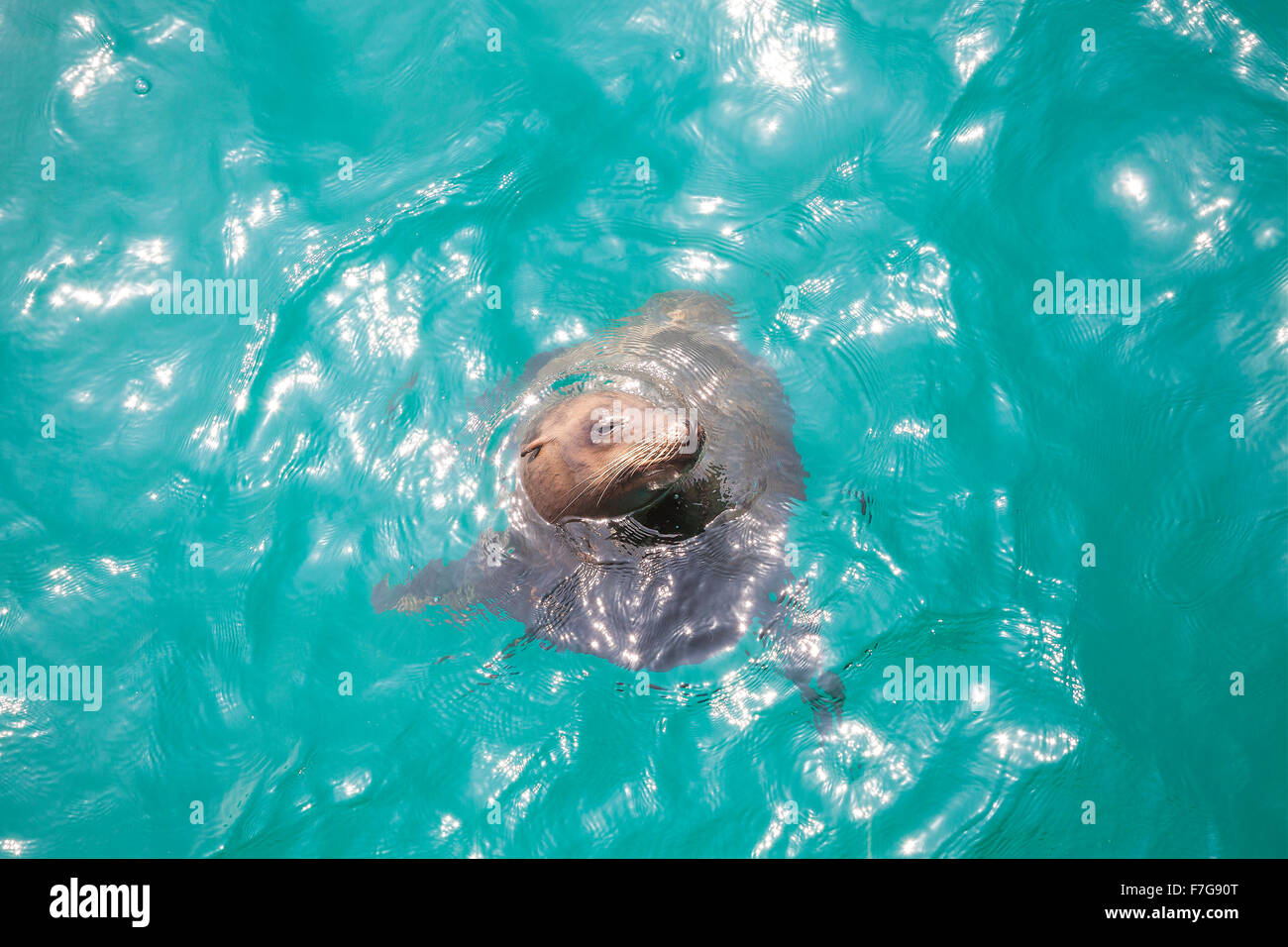 Seelöwen schwimmen und spielen im Wasser, Venice Beach, Kalifornien, USA. Stockfoto