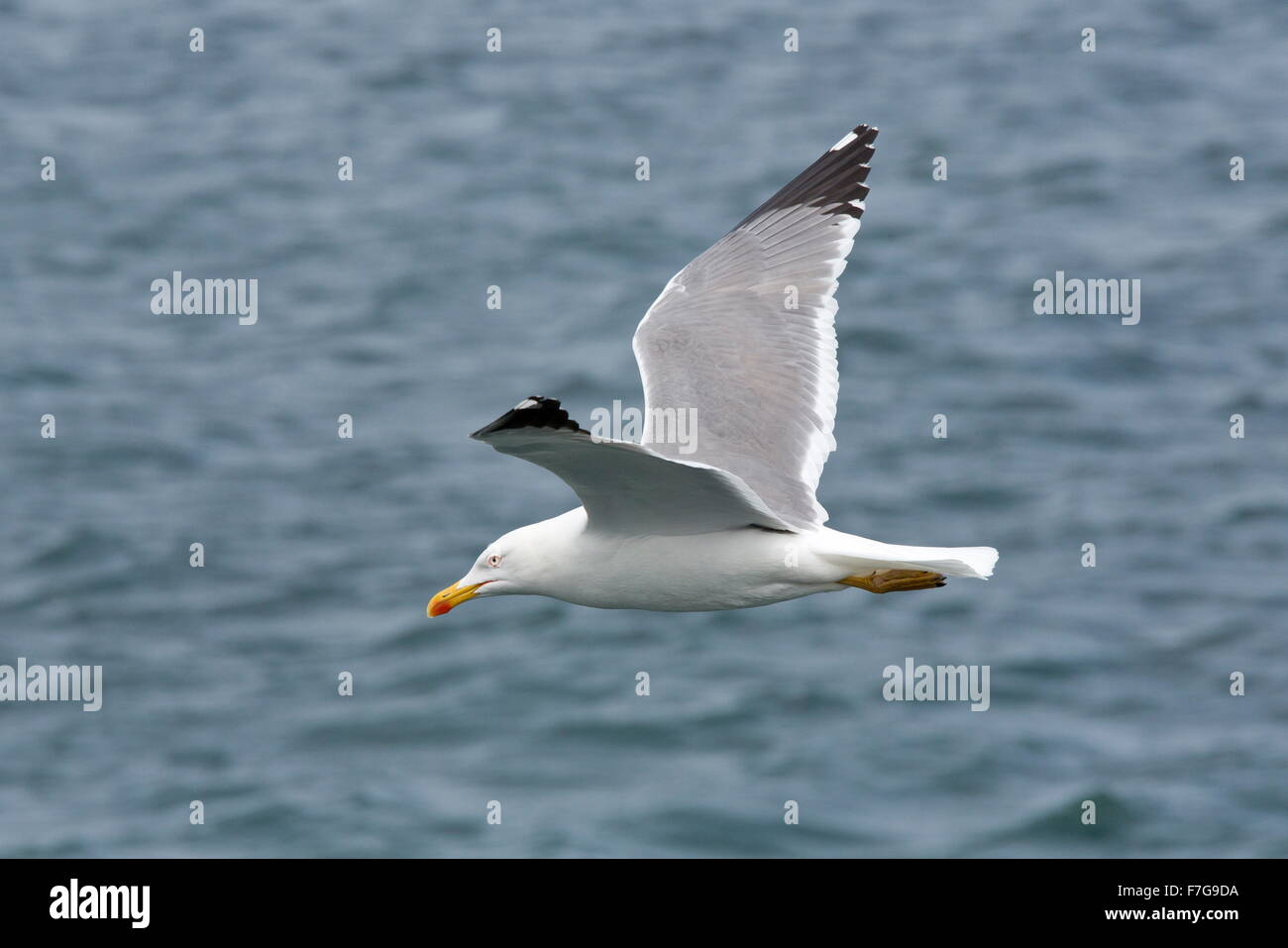 Gelb-legged Möve, Larus Michahellis Atlantis, während des Fluges, Lanzarote. Stockfoto