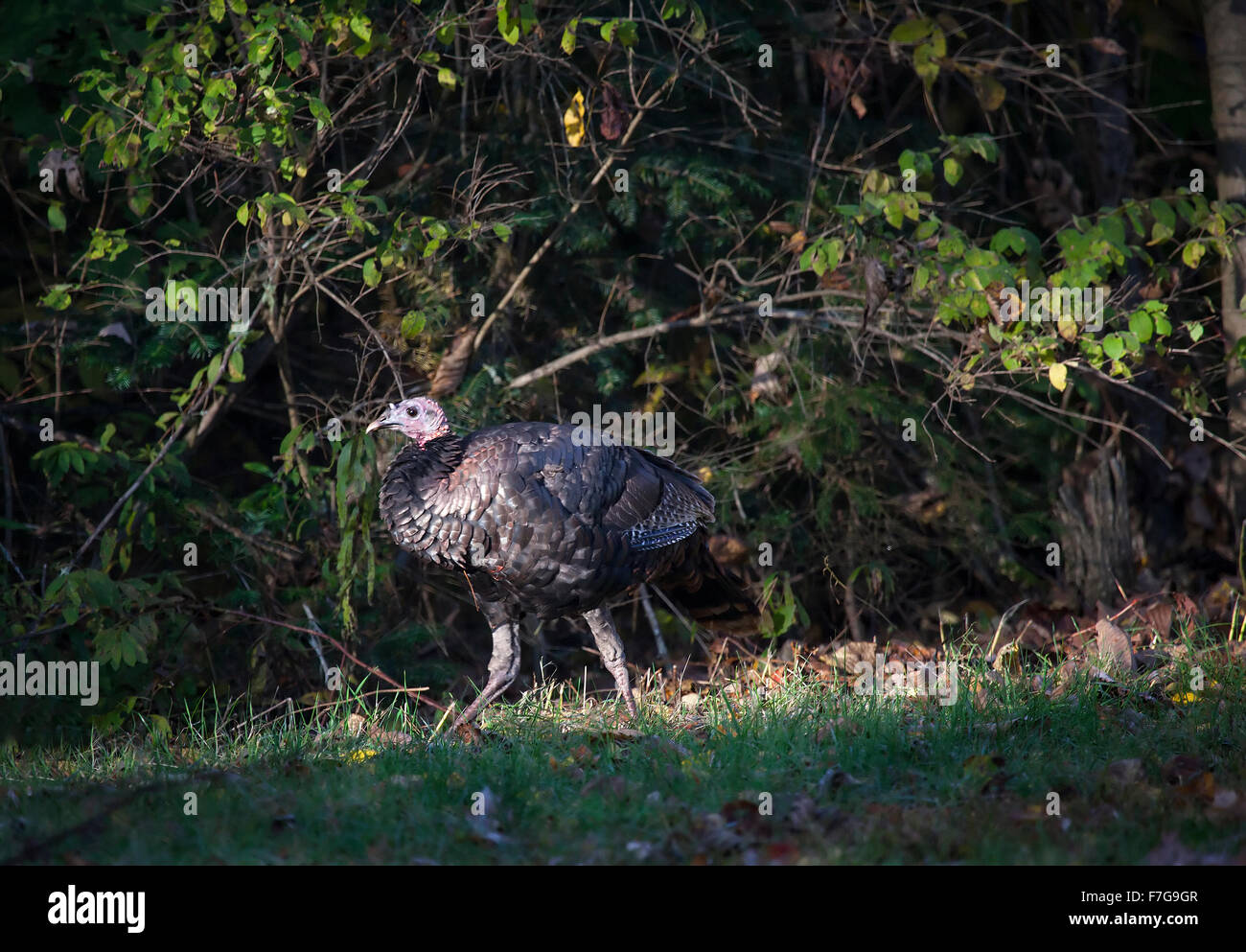 Profil von einer jungen, jake, wilder Truthahn, Meleagris Gallopavo, ein Vogel in Nordamerika beheimatet. Stockfoto