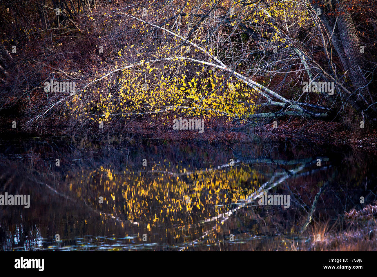 Eine weiße Birke, Betula Papyrifera, Spiegelbild der gelben Blätter in einem Teich. Stockfoto