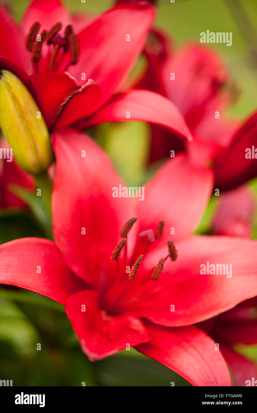 Red Lily zeigt Staubgefäßen, große Blume Makro, sommergrüne mehrjährige Pflanze in der Familie Liliaceae, wachsen Blumen in Polen, Europa Stockfoto
