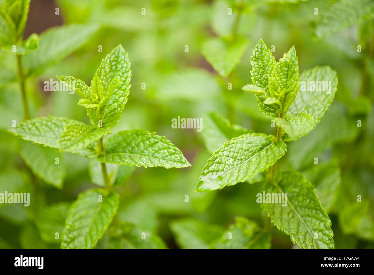 Mentha Heilpflanze Pflanze Laub Closeup, frische Minze Grüne Blätter und Makro kulinarische mehrjährige Pflanze wächst an der Spitze... Stockfoto