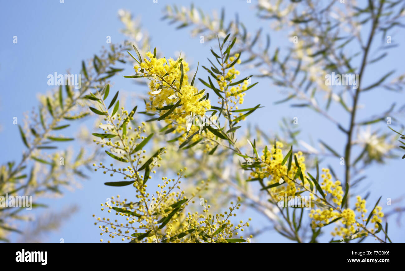 Australische Flechtwerk Hintergrund, Winter und Frühling gelbe Wildblumen, Akazie Fimbriata, allgemein bekannt als die Fransen Flechtwerk Stockfoto