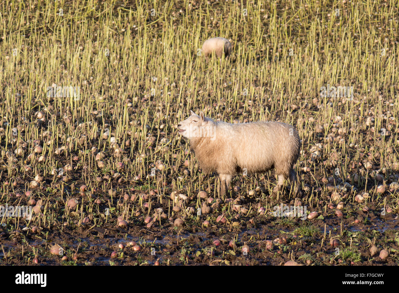 Schaf stehend im Schlamm im Bereich Mischfutter bei Nässe - Spätherbst in Schottland, Großbritannien Stockfoto