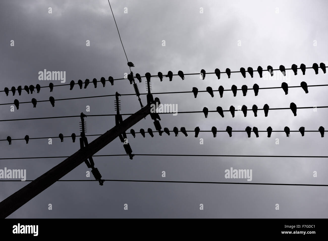 Herde von Tauben schlafen, während auf hydro Drähte gegen dunkle Wolken aufgereiht Stockfoto