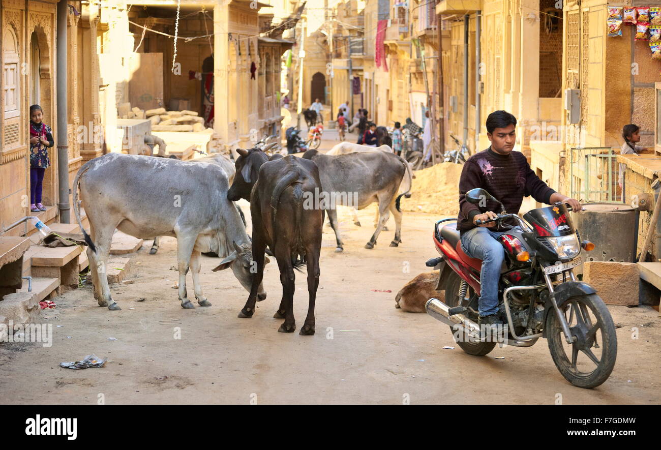 Jaisalmer Straßenszene - Kühe und Motorrad auf der Straße, Jaisalmer, Rajasthan Zustand, Indien Stockfoto