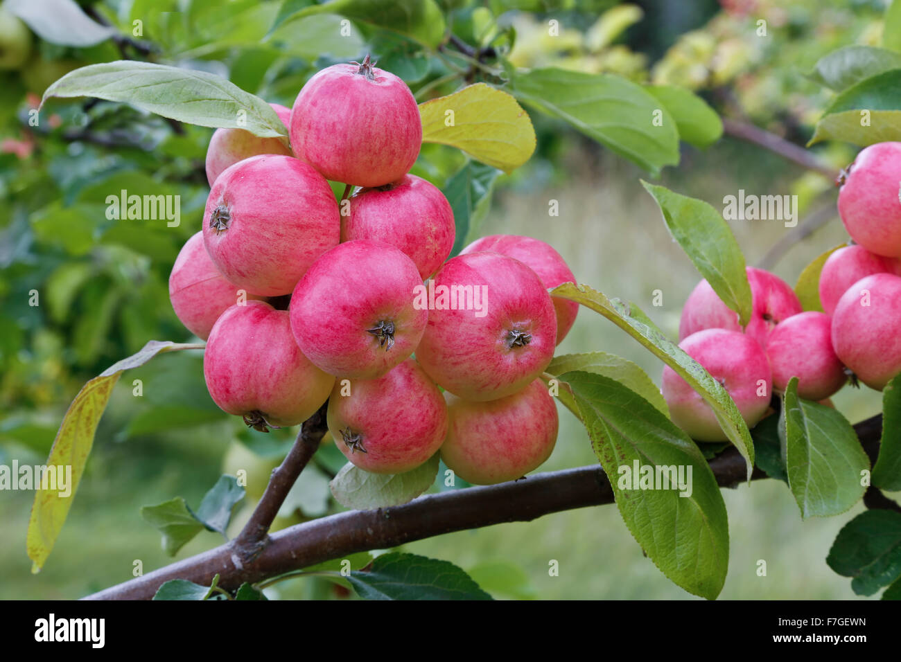 Reifende bunte Äpfel am Zweig. Stockfoto