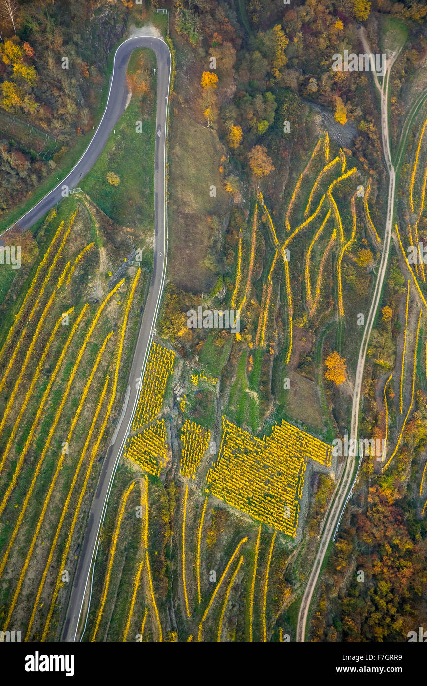 Serpentinen in den Weinbergen von Oberwesel in der Nähe Loreley, Rheintal, Rhein, Wein, bunte Weinblätter, goldenen Oktober, Stockfoto