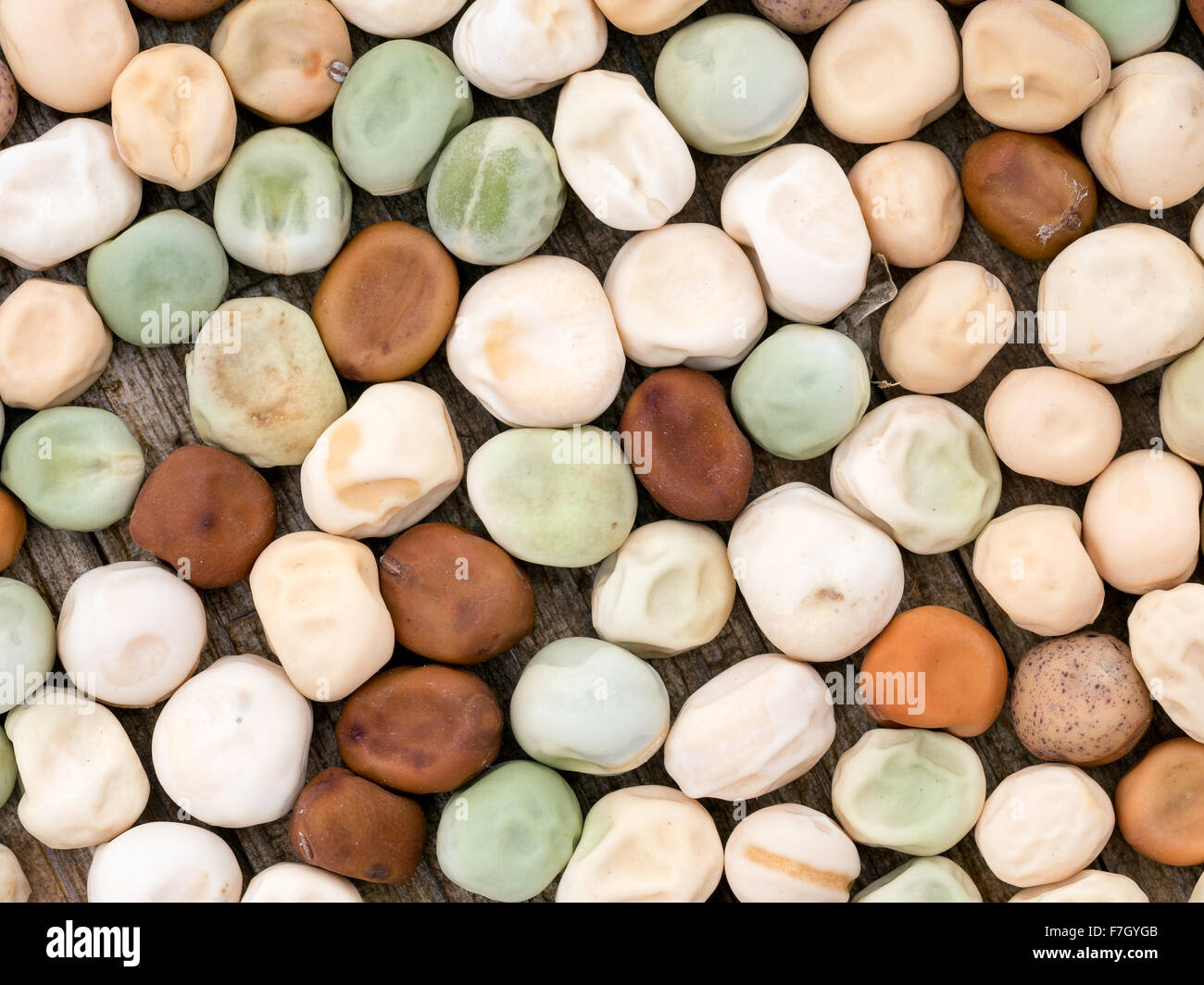 Gartenarbeit etc.. Nahaufnahme der sortierten Zuhause gespeichert Erbsen für die Aussaat im Frühjahr. Stockfoto