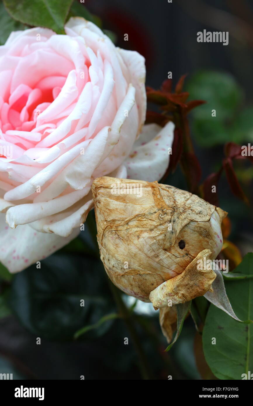 Rosa Rose mit beschädigten rosebud Stockfoto