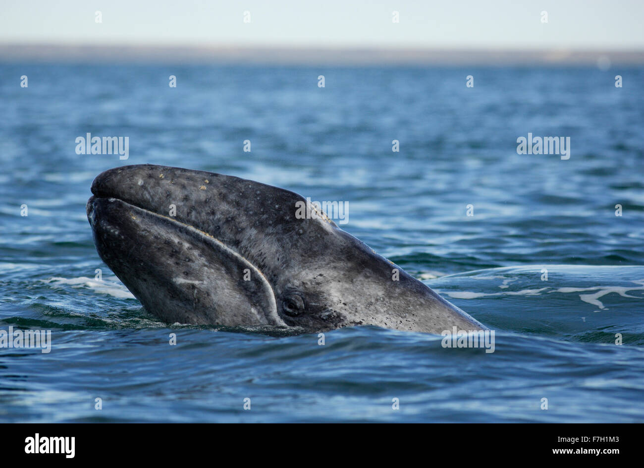 pr0162-D. Grauer Wal (Eschrichtius Robustus) Kalb. Baja, Mexiko. Foto Copyright © Brandon Cole. Alle Rechte weltweit vorbehalten. Stockfoto