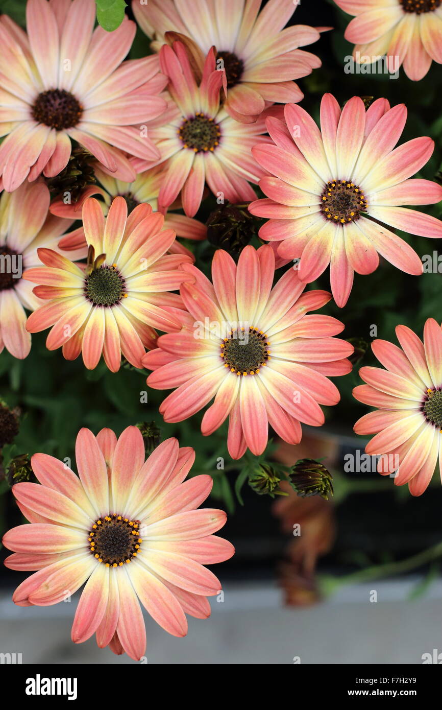 Osteospermum Ecklonis oder bekannt als afrikanischer Sonnenuntergang Stockfoto