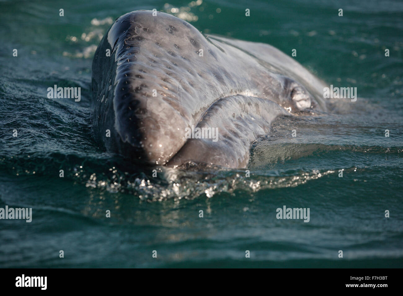 pr5160-D. Grauer Wal (Eschrichtius Robustus) Kalb. Beachten Sie die Haare an der Schnauze. Baja, Mexiko. Foto Copyright © Brandon Cole Stockfoto
