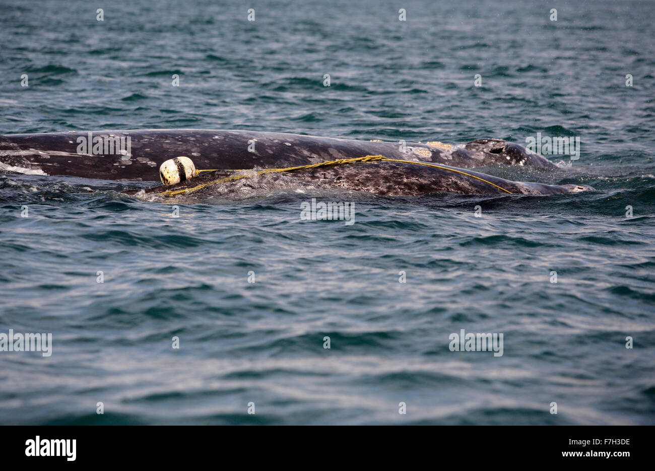 pr5307-D. Grauwale (Eschrichtius Robustus), Mutter und Kalb. Beachten Sie, dass das Kalb (vorne) in einer Hummer-Falle-Linie verstrickt ist. Stockfoto