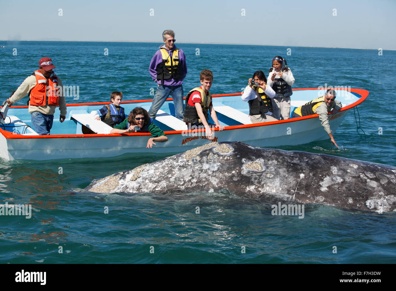 pr5351-D. Grauwal (Eschrichtius Robustus). Neugierige Erwachsene Wal Boot nähert sich zur Freude der Touristen. Lagune von San Ignacio Stockfoto