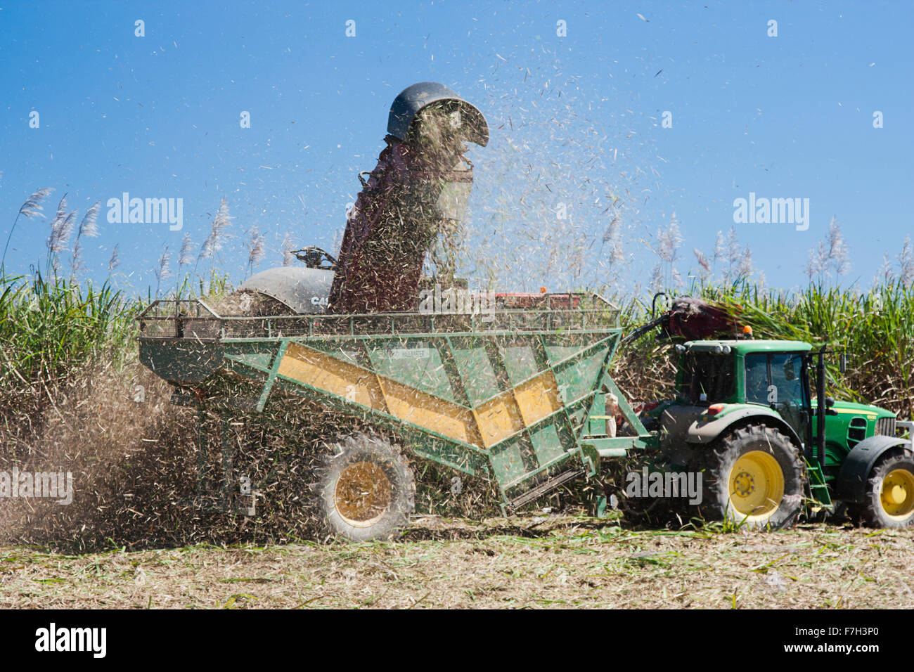 Traktor schneiden Zuckerrohr und bläst Zucker Zuckerrohr und Staub überall Stockfoto