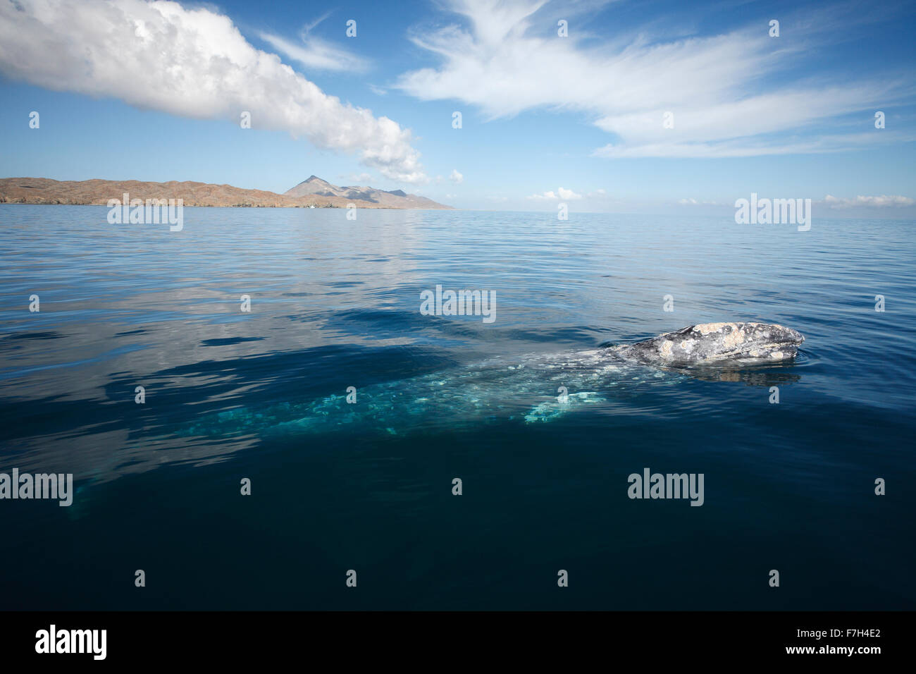 pr7021-D. Grauer Wal (Eschrichtius Robustus) Oberflächen zu atmen. Magdalena Bay, Baja, Mexiko. Foto Copyright © Brandon Cole. Stockfoto