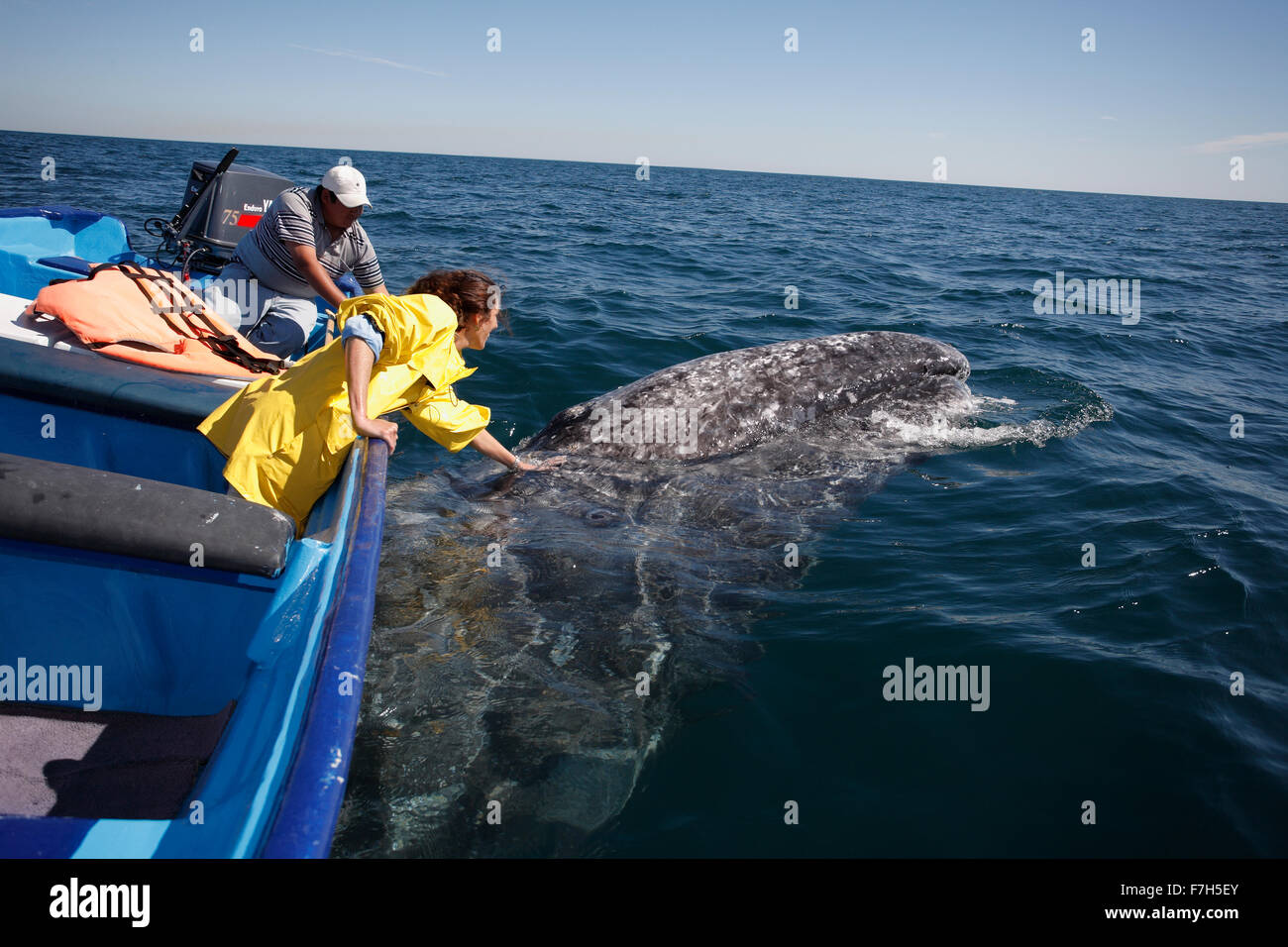 pr7240-D. Grauwal (Eschrichtius Robustus), verspielten Erwachsenen reiben gegen die Unterseite des Ausflugsboot. Baja, Mexiko. Stockfoto