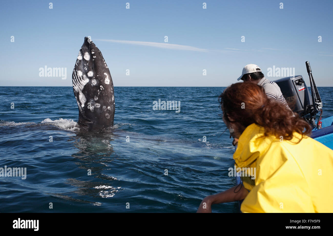 pr7244-D. Grauwal (Eschrichtius Robustus), auf seiner Seite mit Brust Flipper hochgestellt. Baja, Mexiko. Stockfoto