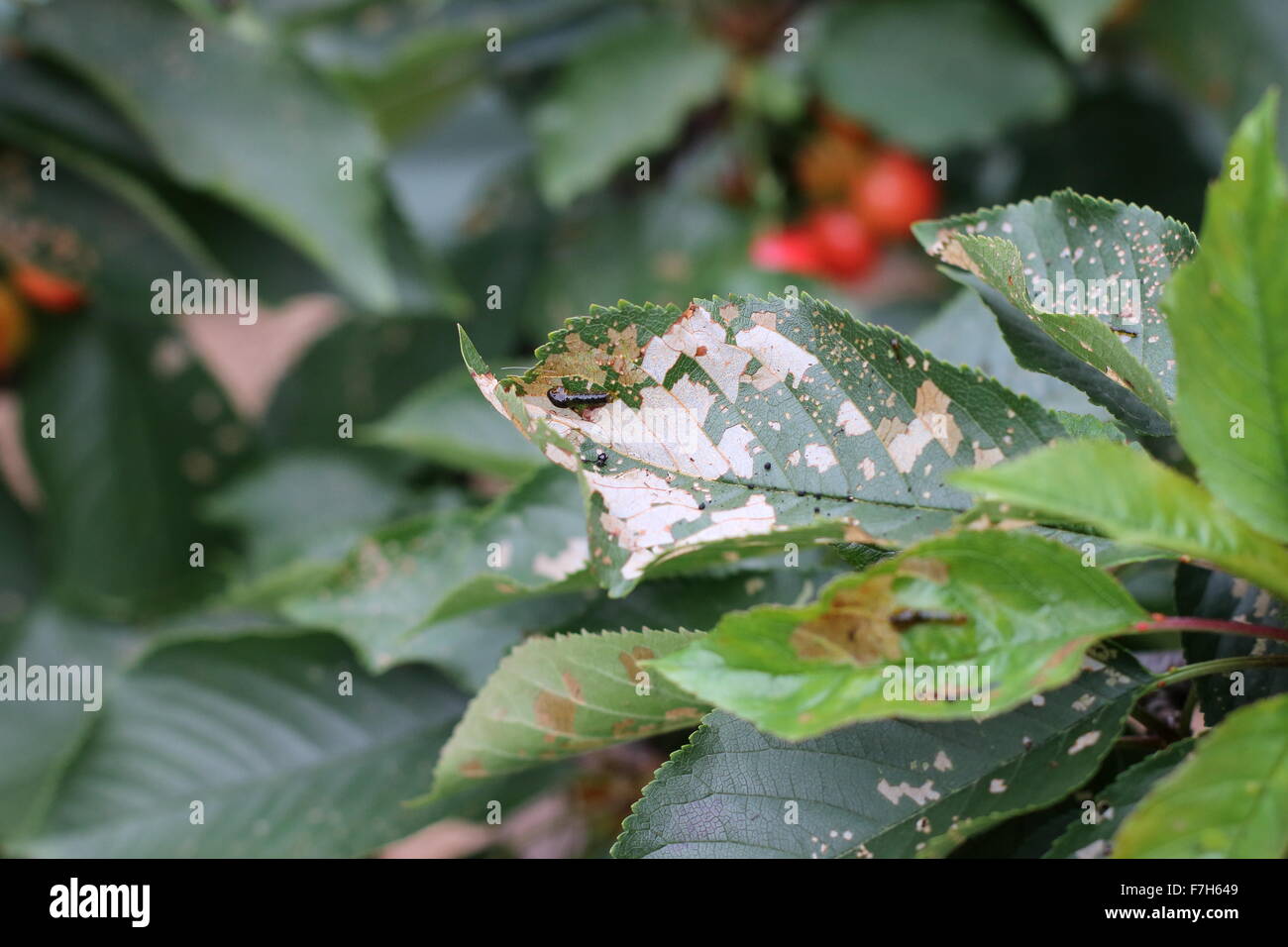 Birne und Kirsche Slug-Wurm auf Kirsche Blätter Stockfotografie - Alamy