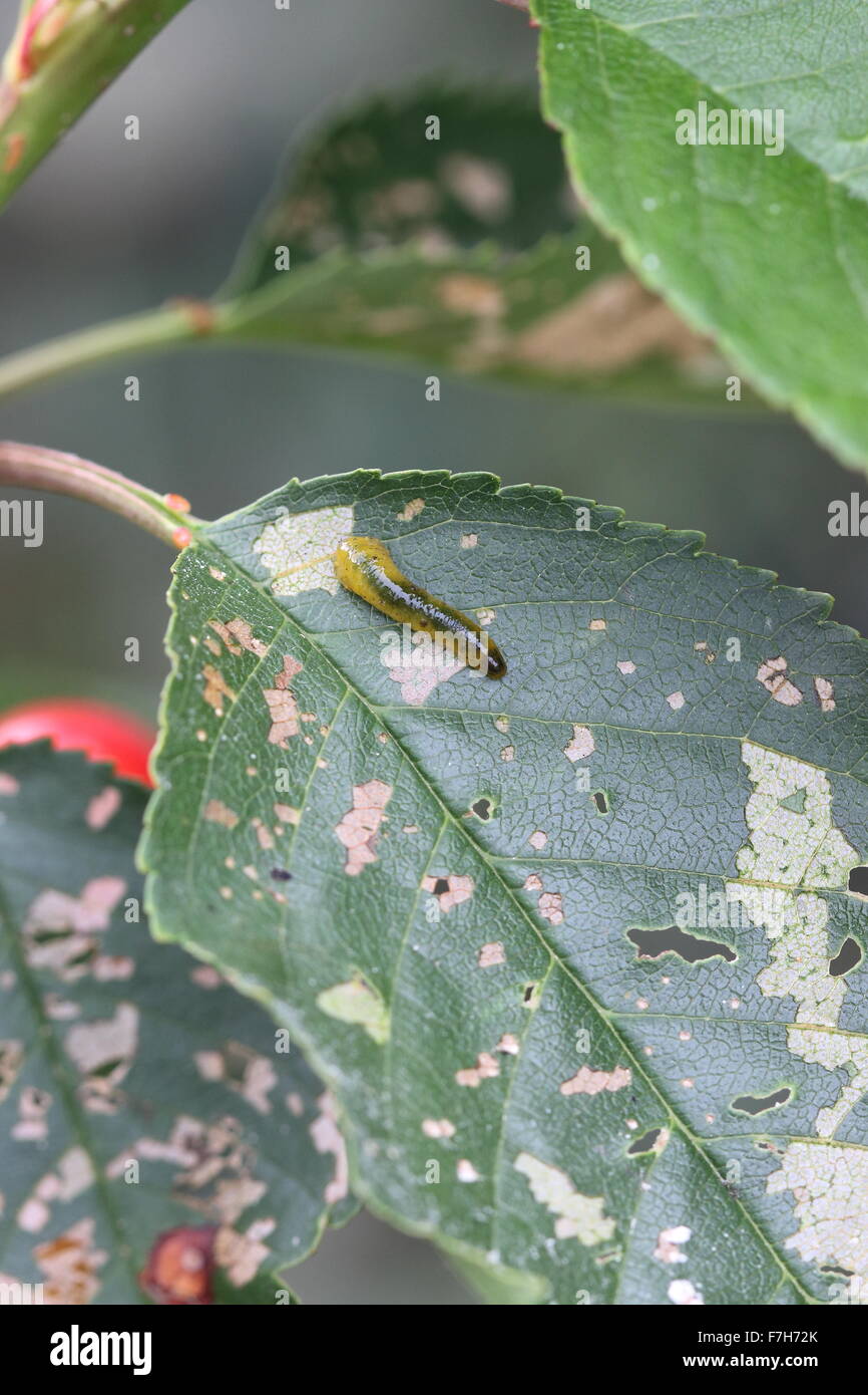 Birne und Kirsche Slug-Wurm auf einem Kirschbaum Blatt Stockfoto