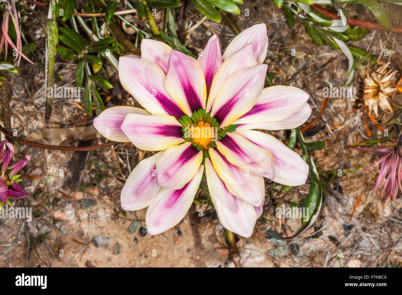 Australien, Western Australia, GoldfieldsEsperance Region, die
