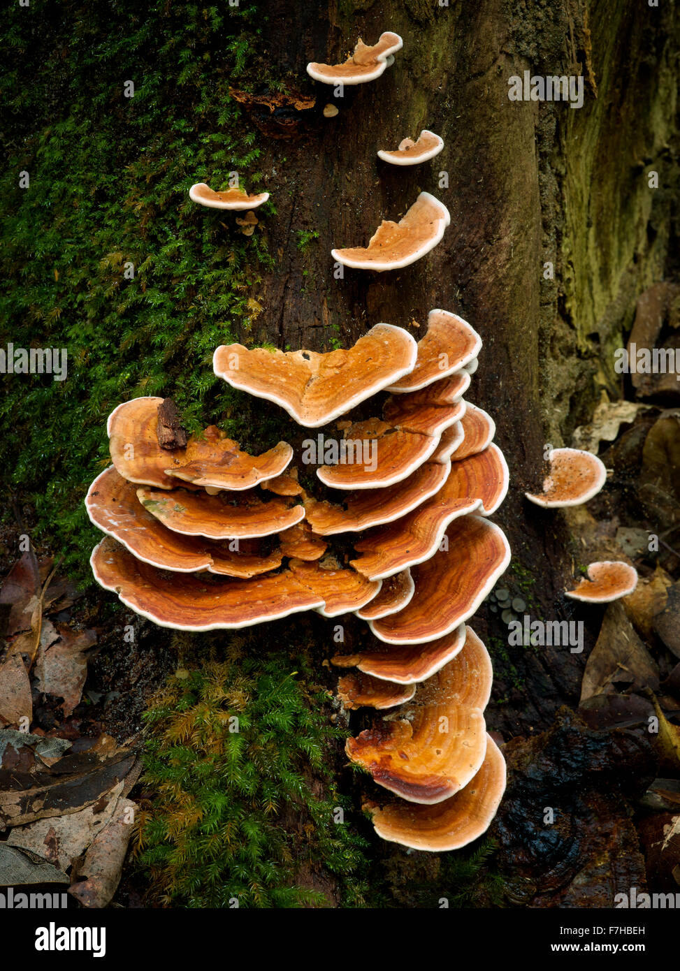 Form der Terrasse Pilze wachsen auf Baumstamm in einem Regenwald, Queensland, Australien. Stockfoto