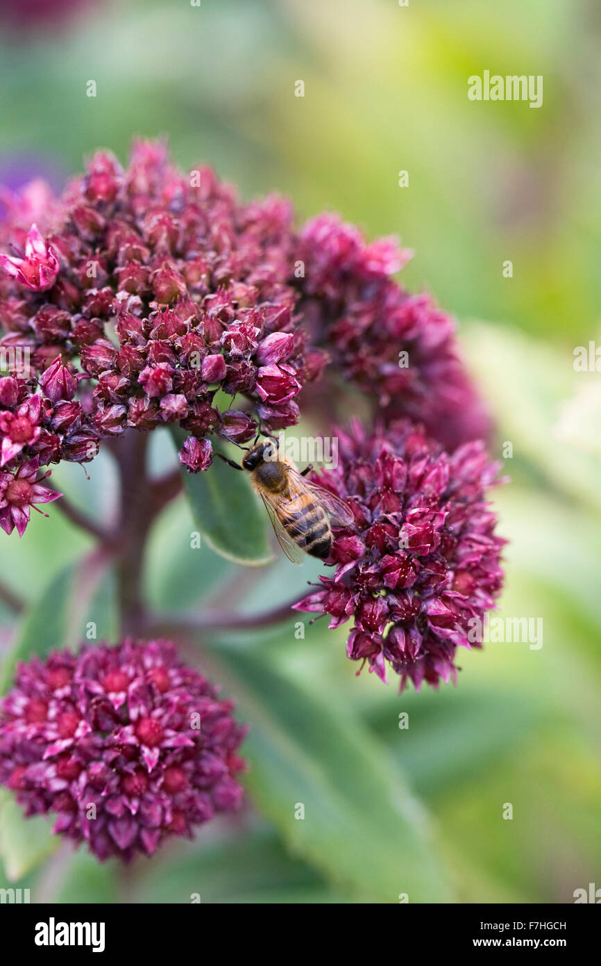 Hylotelephium. Sedum breweri" Glen Chantry'. Biene auf Sedum Blumen. Stockfoto