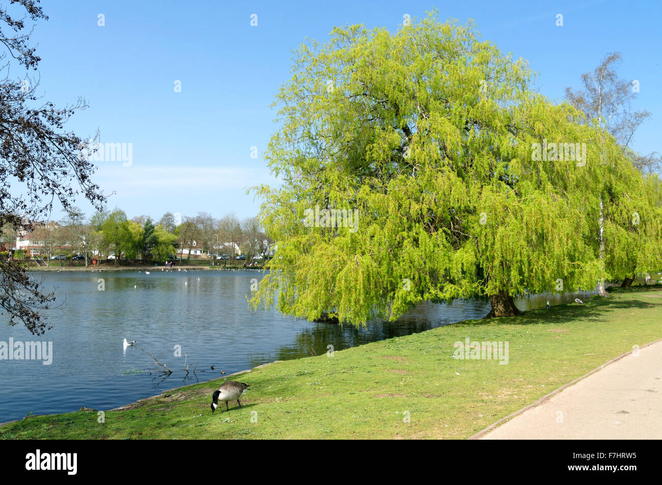 Weinende Weide (Salix Babylonica) Baum Roath Park Lake, Cardiff, Südwales, UK. Stockfoto