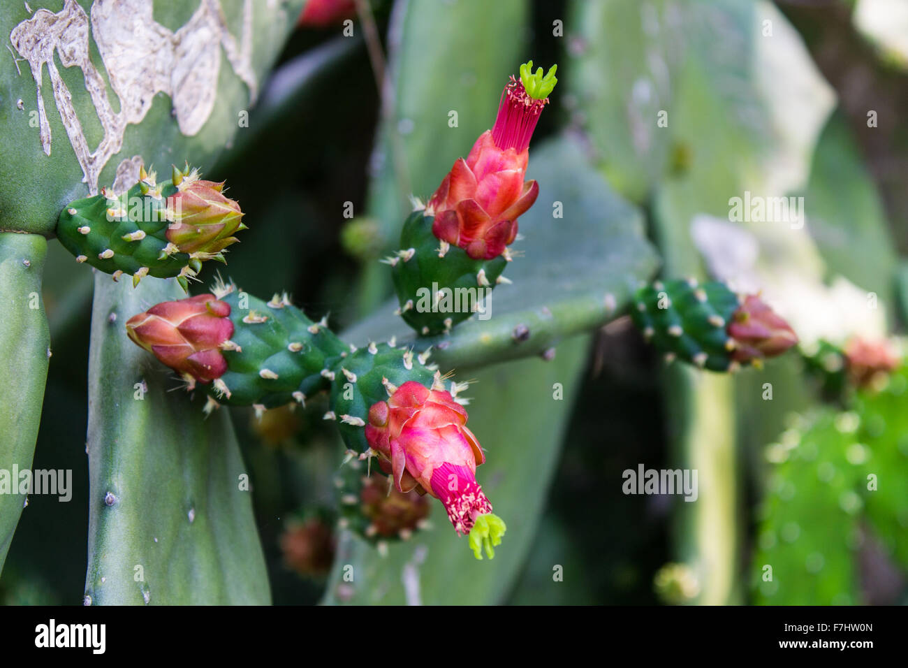 Prickly Pear Cactus, rosa Blume Stockfoto
