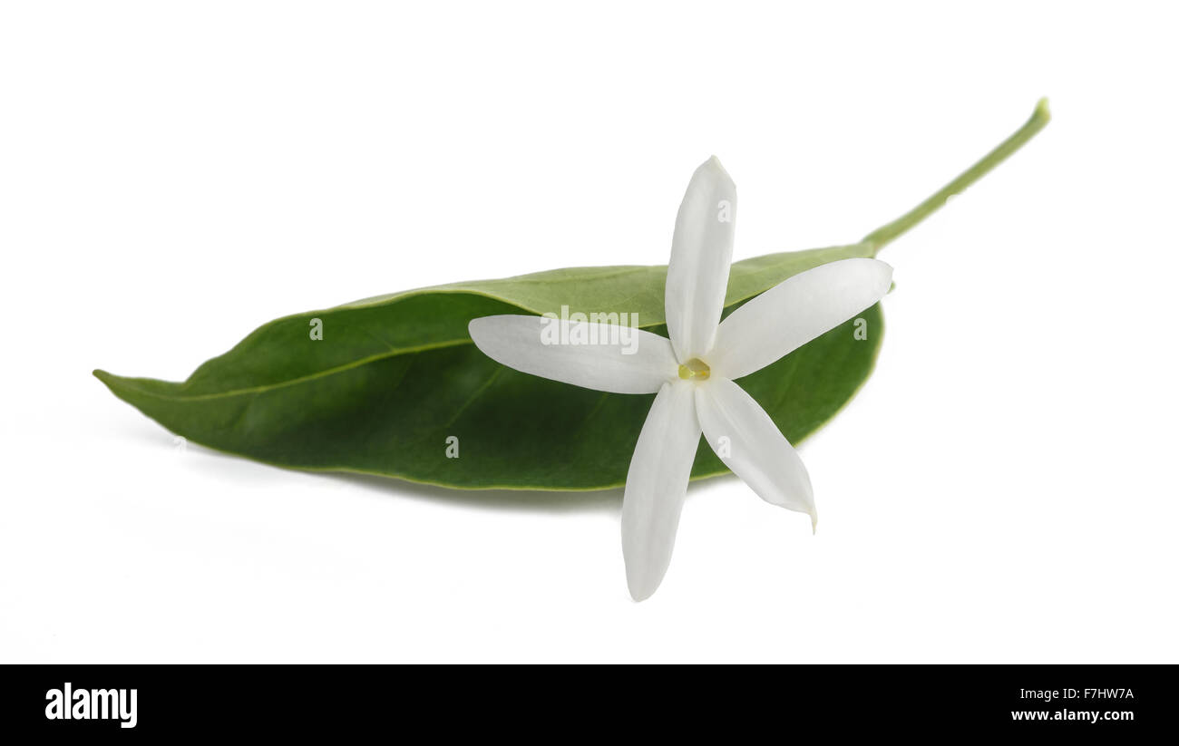 Jasminblüten mit Blatt isoliert auf weiss Stockfoto