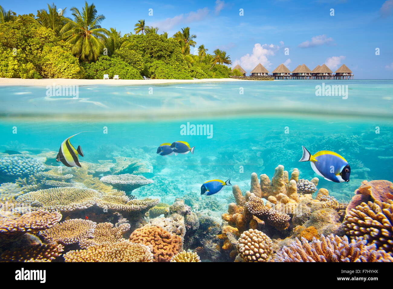 Tropischen Unterwasser-Blick mit Riff und Fisch, Malediven-Insel Stockfoto