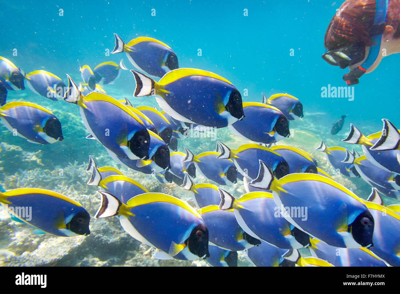 Tropische Unterwasserwelt Malediven Insel, Indischer Ozean Stockfoto