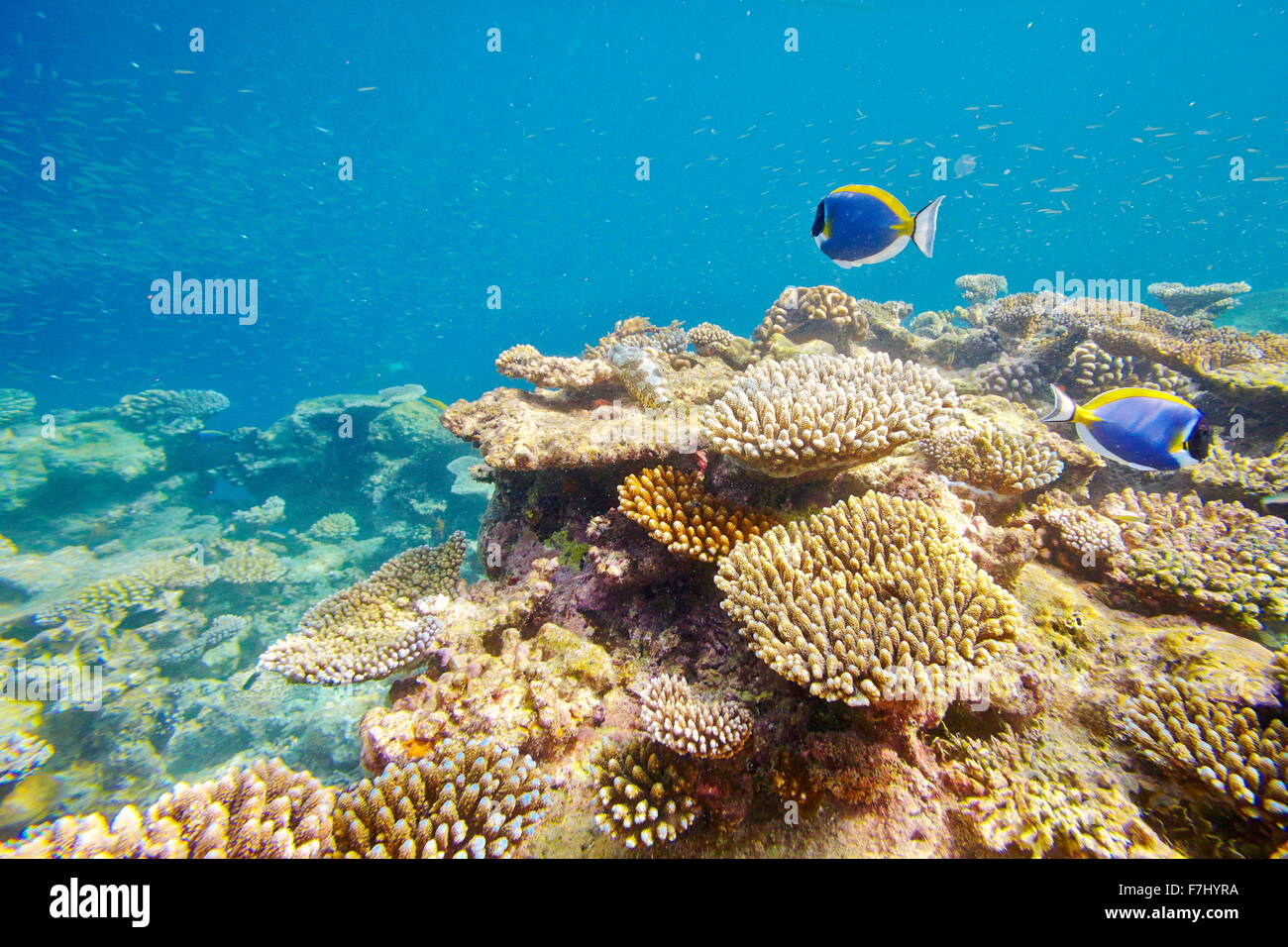 Unterwasser-Blick mit Fischen, Malediven, Indischer Ozean Stockfoto