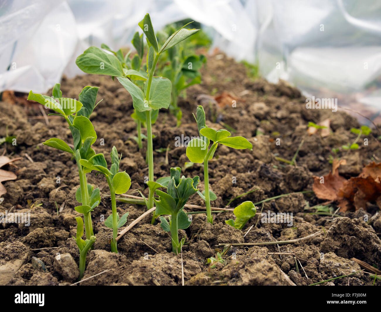 Überwinternde Erbsenpflanzen für Frühling-Ernte. Foto Dezember 2015. Stockfoto