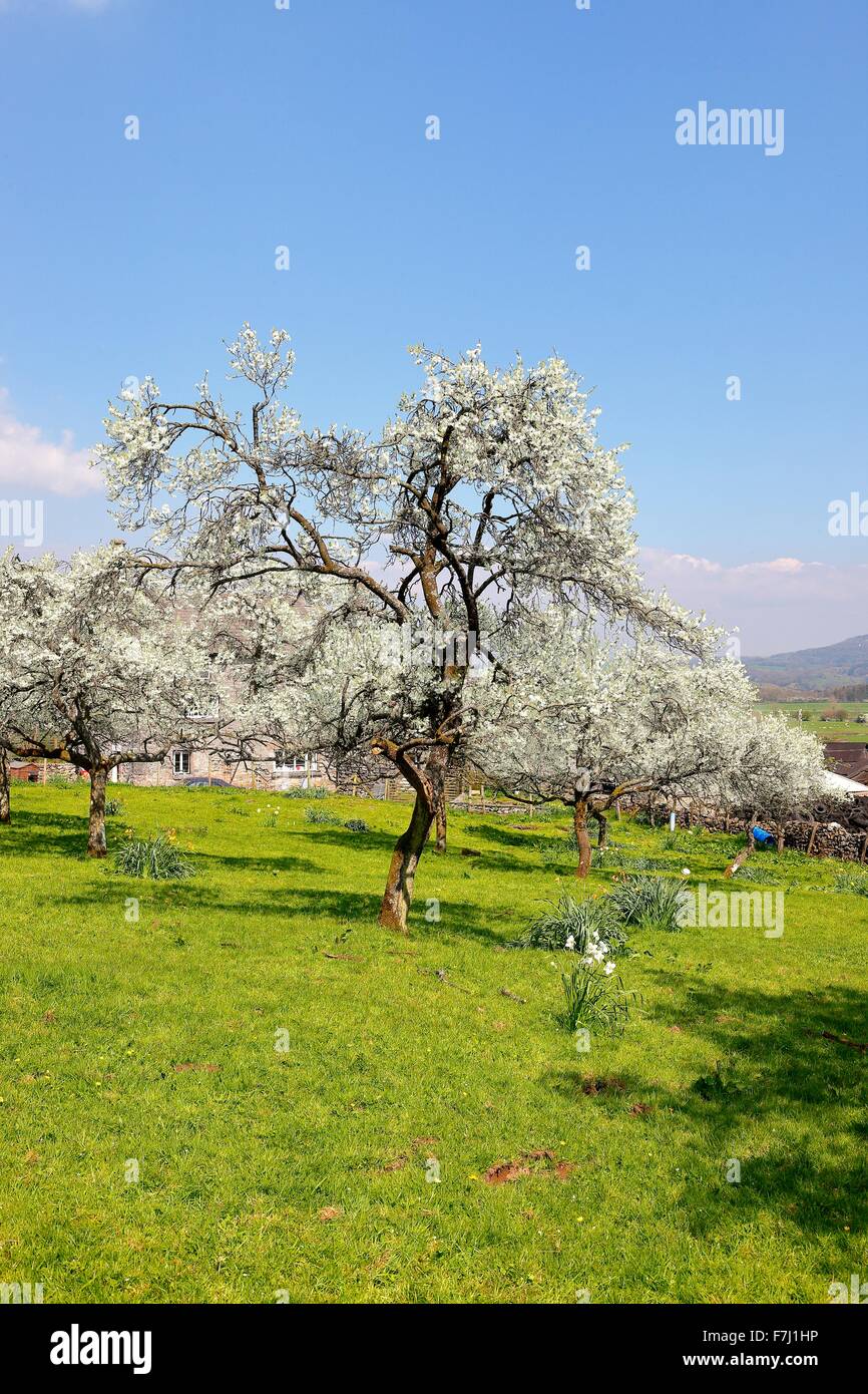 Lyth Tal. Pflaumenmus Baum blühender Obstgarten. Flodder Hall Farm, Howe, Nationalpark Lake District, Cumbria, England, UK. Stockfoto