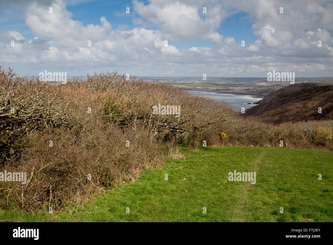 Rand der Zwerg Eiche Wald bei Dizzard in Boscastle, Widemouth SSSI, Cornish Nordküste Stockfoto
