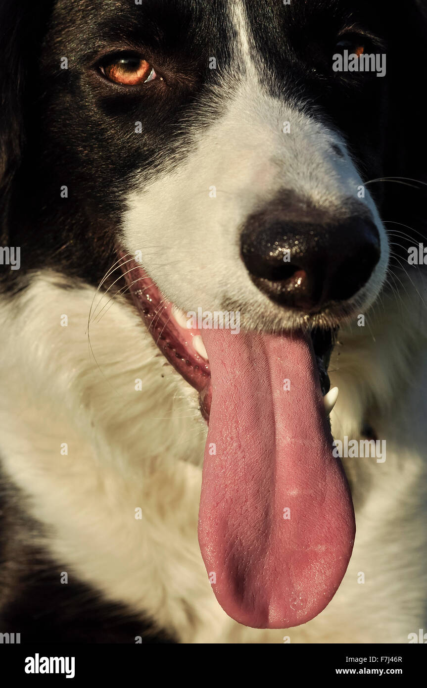 Nahaufnahme von einem Border Collie Hund hecheln mit langer Zunge heraus. Stockfoto