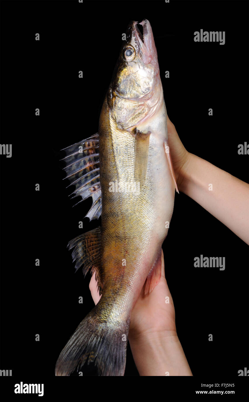 Roher Fisch Zander in Händen auf einem schwarzen Hintergrund Stockfoto