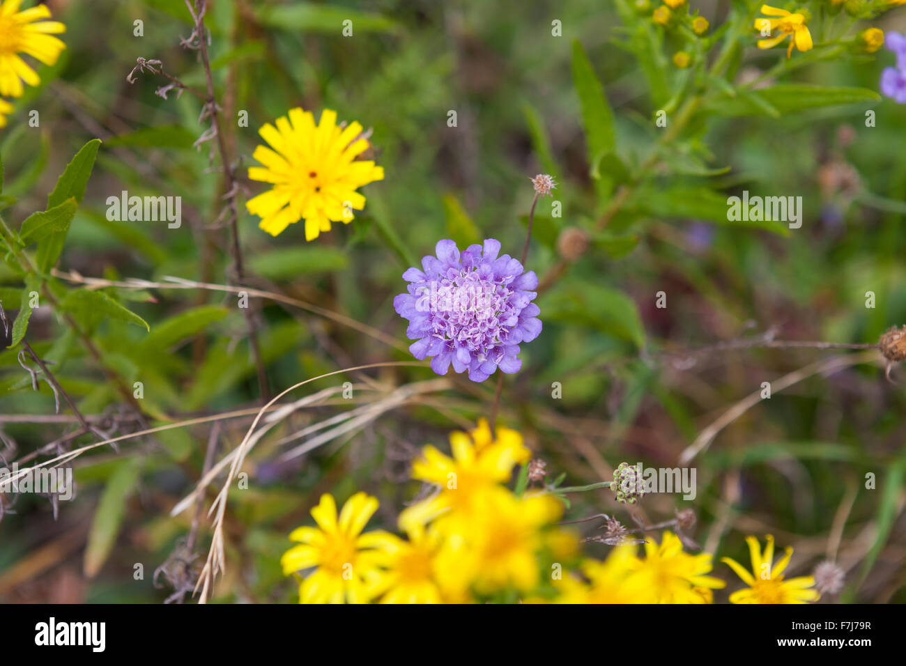 Wildblumen auf der Straße Via dei Colli, Tuscany Stockfoto