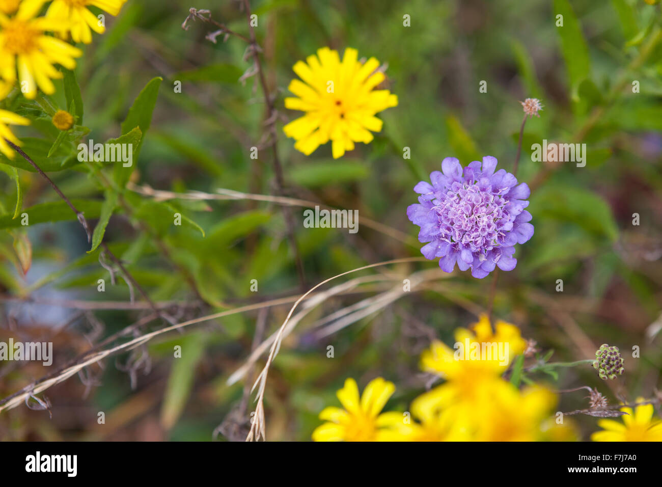 Wildblumen auf der Straße Via dei Colli, Tuscany Stockfoto