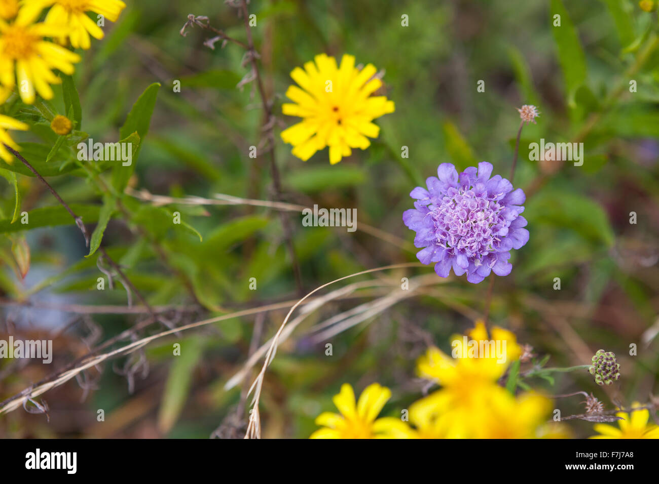 Wildblumen auf der Straße Via dei Colli, Tuscany Stockfoto