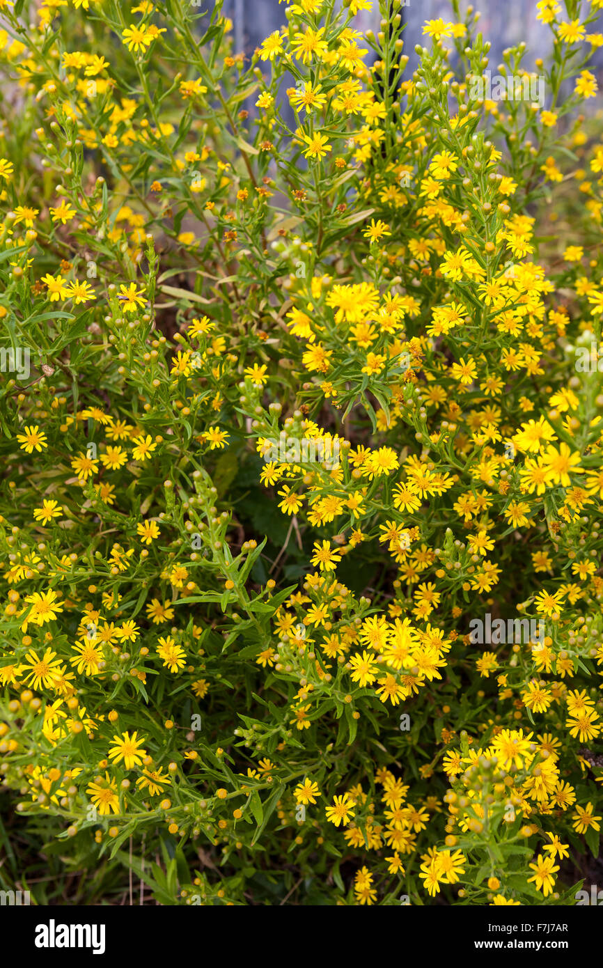 Wildblumen auf der Straße Via dei Colli, Tuscany Stockfoto
